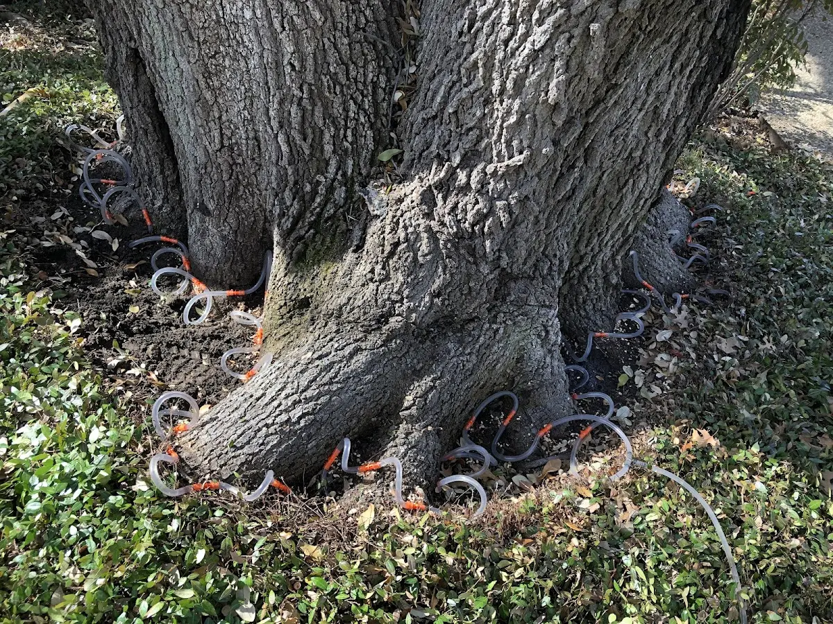 Detailed Tree Cabling and Bracing job site in Columbia